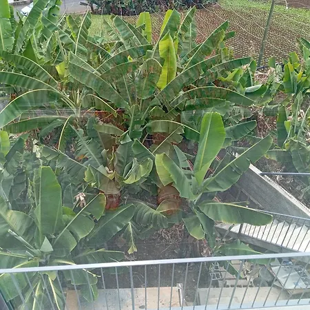 House Caetano Villa Ponta do Sol (Madeira)