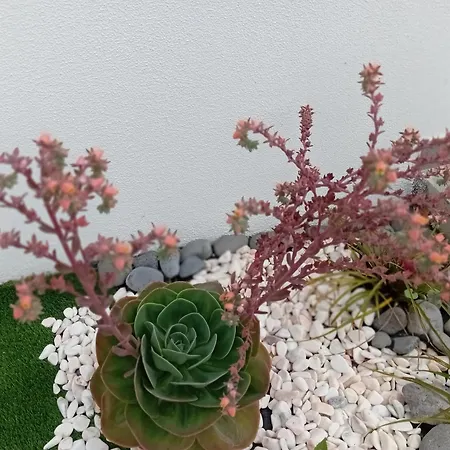 House Caetano * 蓬他达维托亚